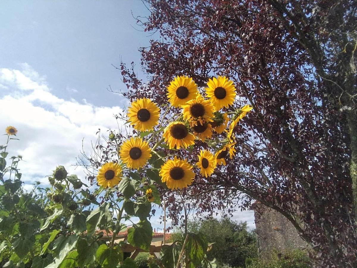 Les Tournesols Bed and Breakfast La Bernardiere Buitenkant foto