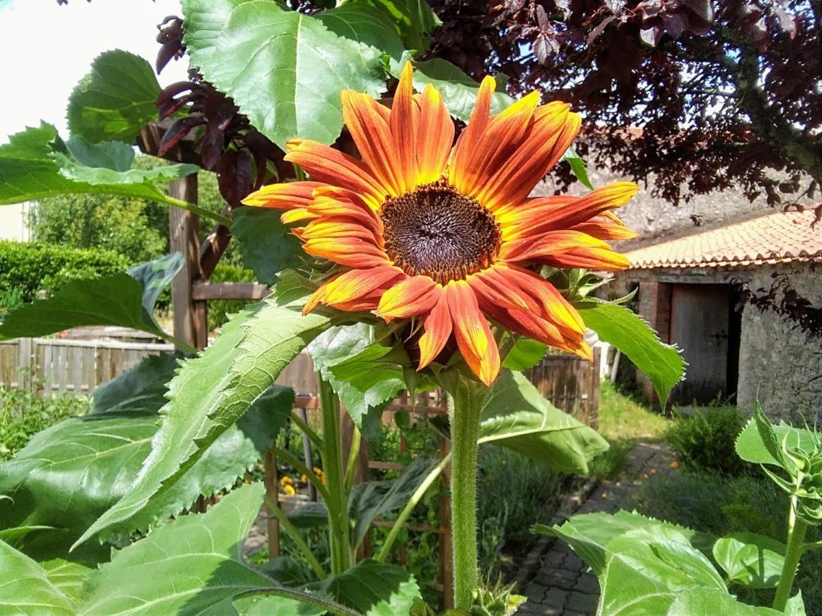 Les Tournesols Bed and Breakfast La Bernardiere Buitenkant foto